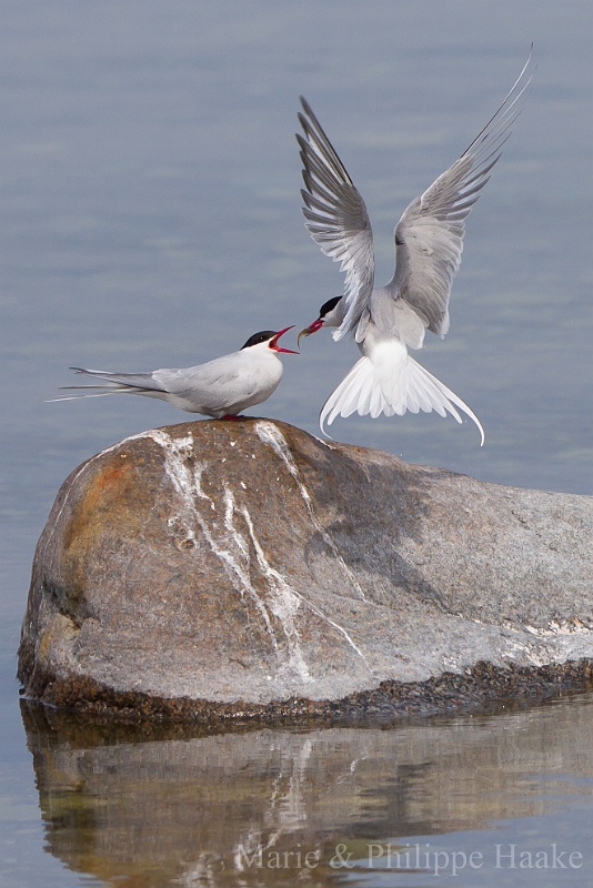Sterne pierregarin 6882.jpg - Sternes pierregarins, Common Terns, Sterna hirundo (Öland, Suède, mai 2011)